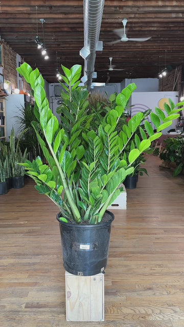 50cm zz plant pot 14cm Big Plants Chicago