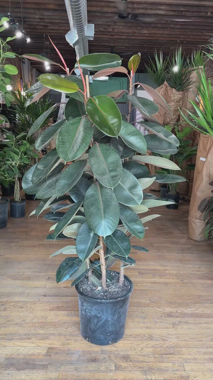 Ficus Burgundy (Rubber Plant) - 14" Pot