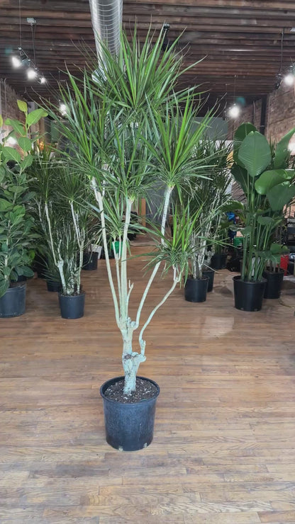 Dracaena Marginata "Character" - 12" Pot