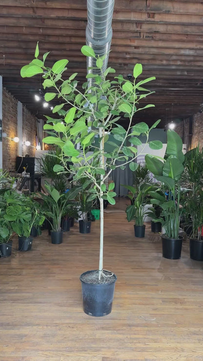 Ficus Audrey XL (Tree) - 14" Pot