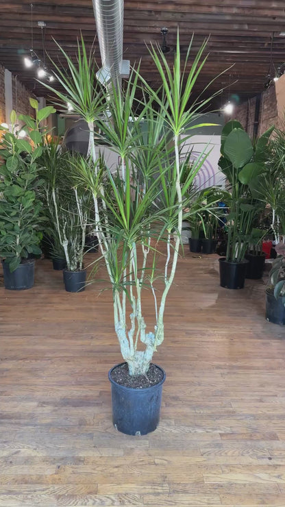 Dracaena Marginata "Character" - 12" Pot