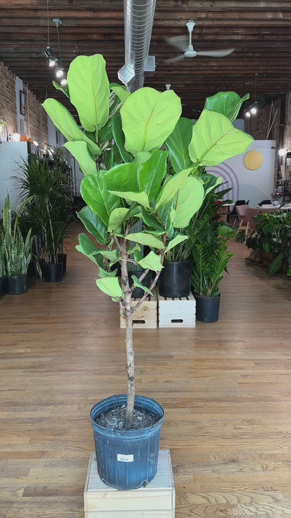 Fiddle Leaf Fig (Tree) - 10" Pot - 4FT Tall