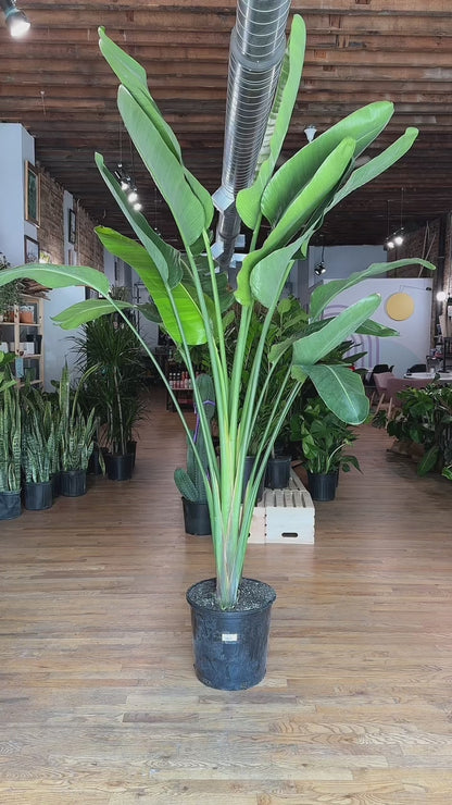 Bird of Paradise - 14" Pot