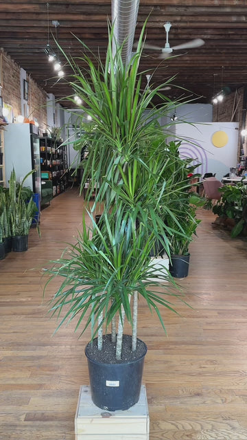 dracaena bicolor indoor Big Plants Chicago