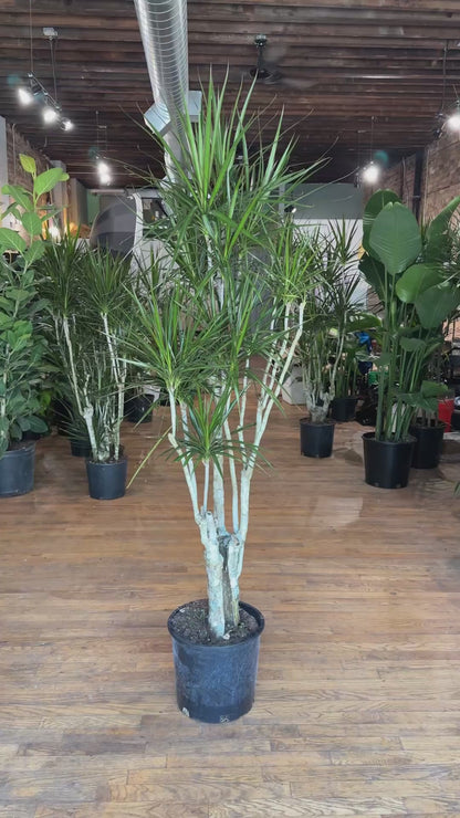 Dracaena Marginata "Character" - 12" Pot