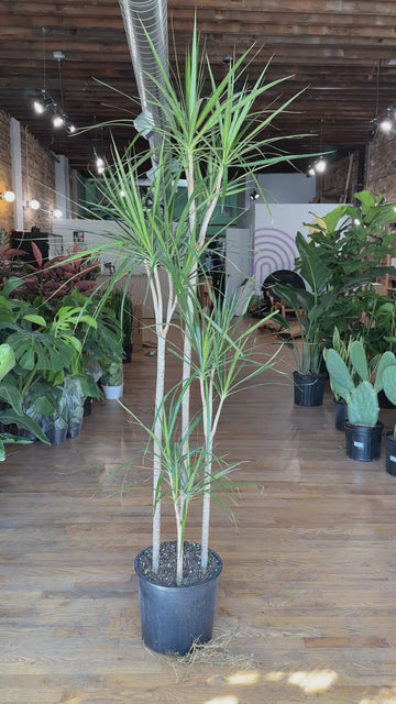 Big Plants Chicago