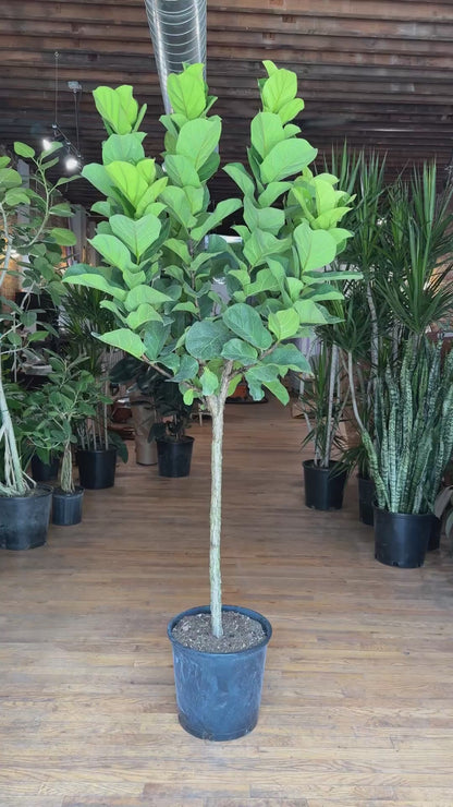 Ficus "Little Fiddle" - 14" Pot