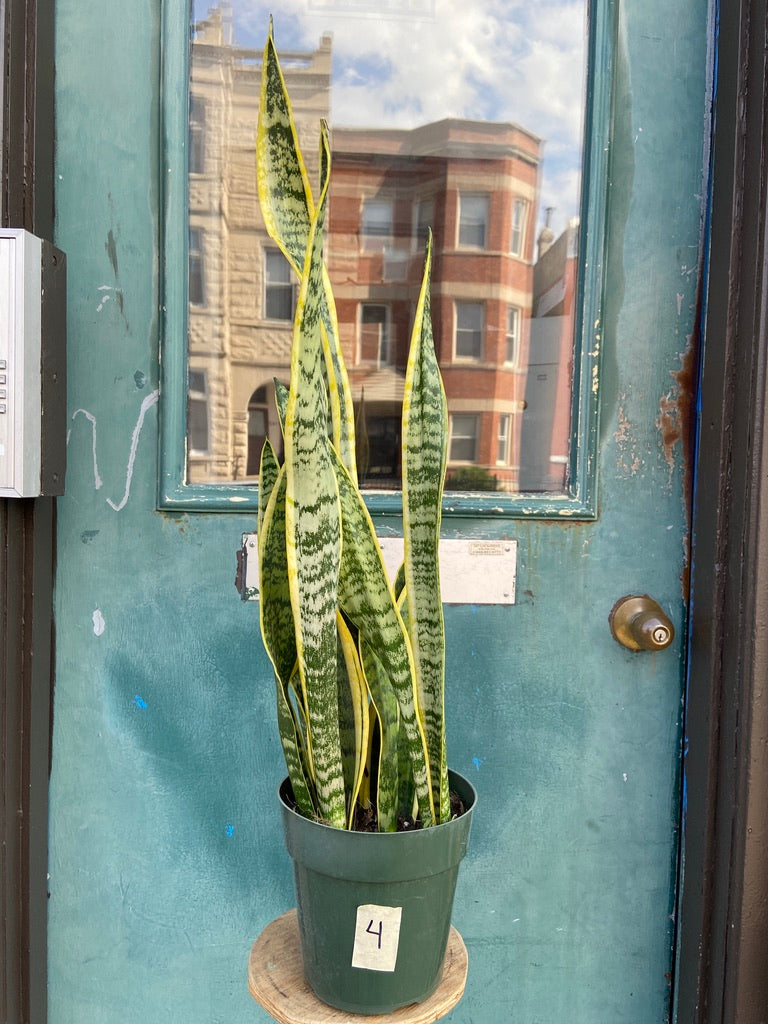 Sansevieria Laurentii (Snake Plant) - 6" Pot