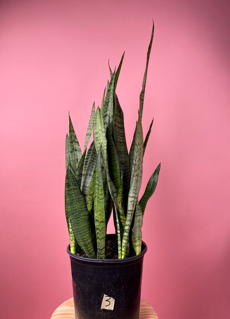 Sansevieria Zeylanica (Snake Plant) - 10" Pot