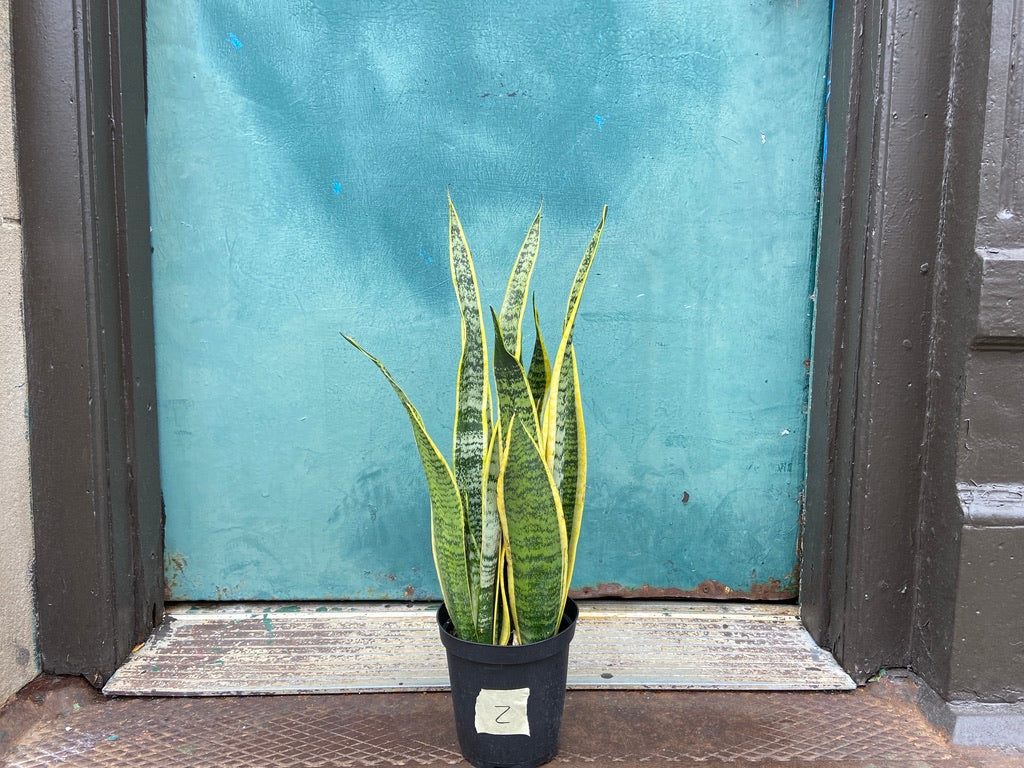 Sansevieria Laurentii (Snake Plant) - 6" Pot