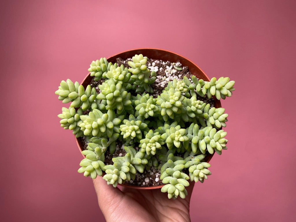 Sedum Burro's Tail - 6"