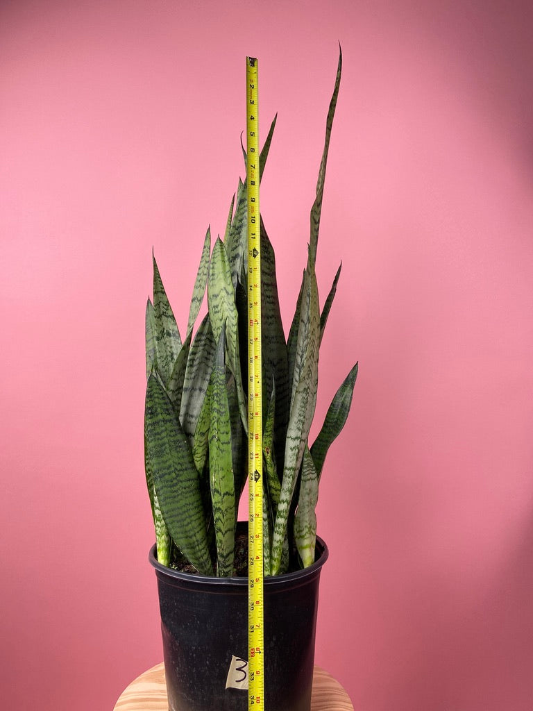 Sansevieria Zeylanica (Snake Plant) - 10" Pot