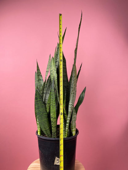 Sansevieria Zeylanica (Snake Plant) - 10" Pot