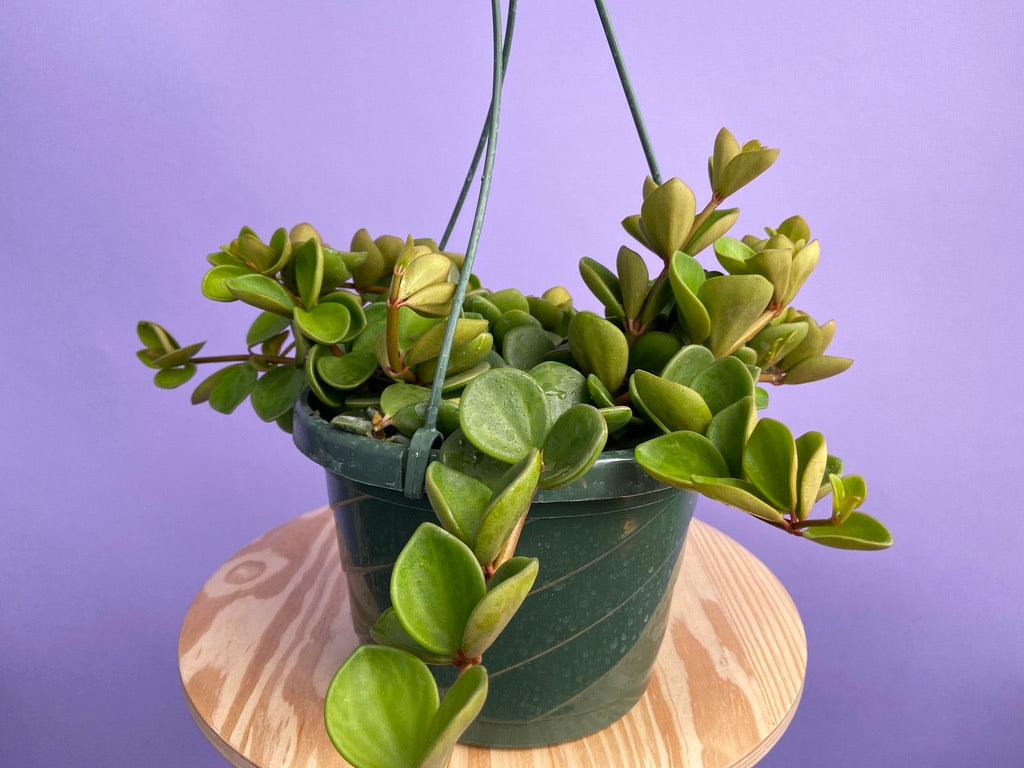 Peperomia "Hope" - 8"