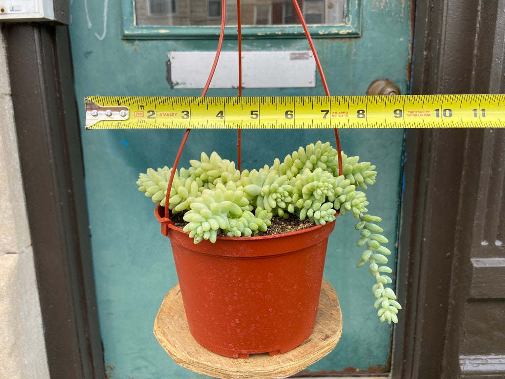 Sedum Burro's Tail - 6"