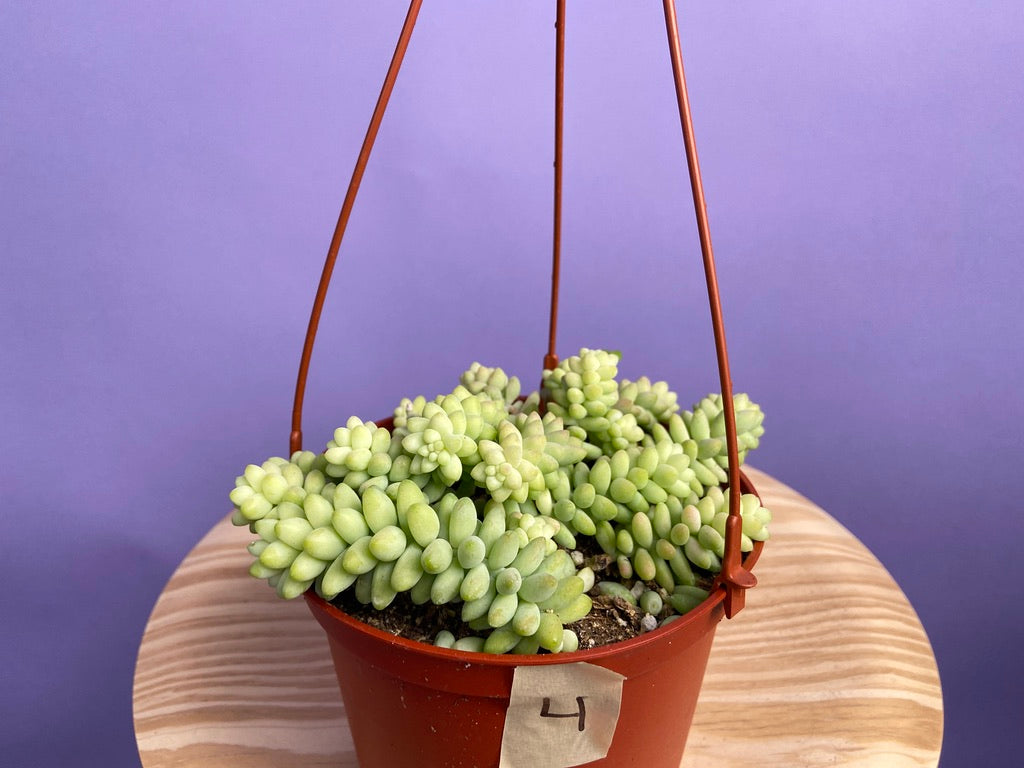 Sedum Burro's Tail - 6"
