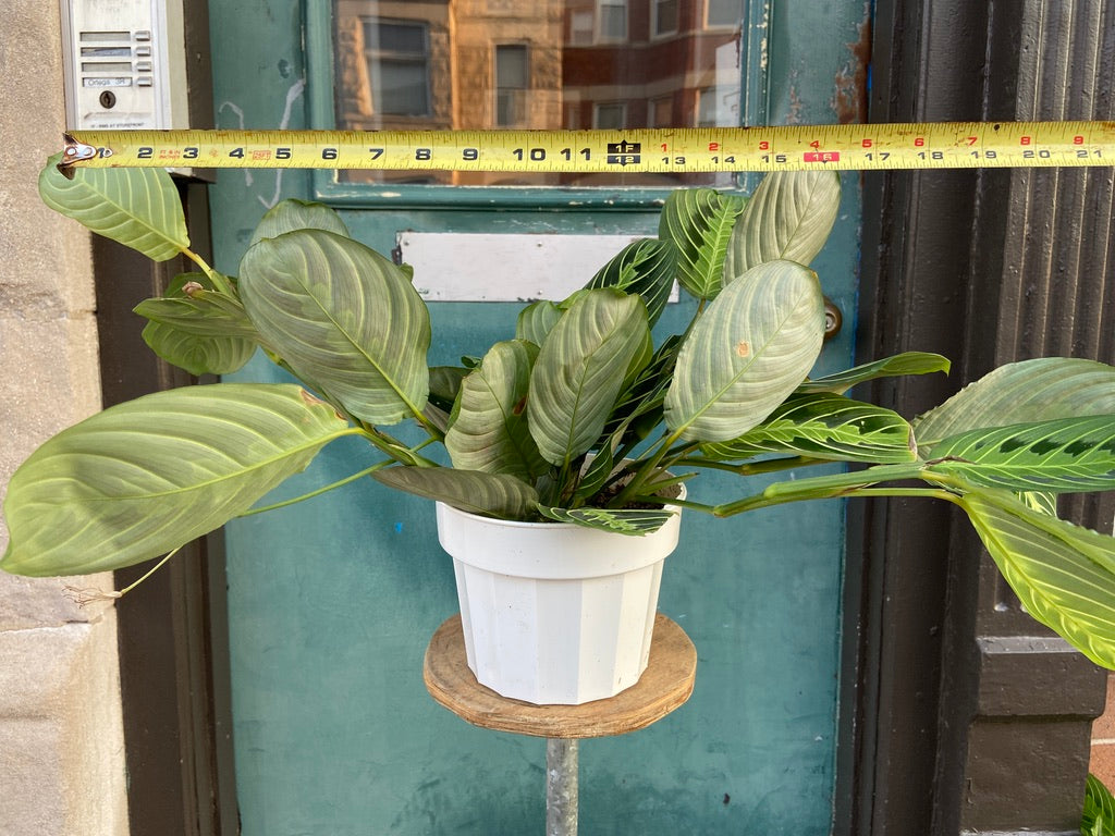 Maranta "Lemon Lime" - 6"