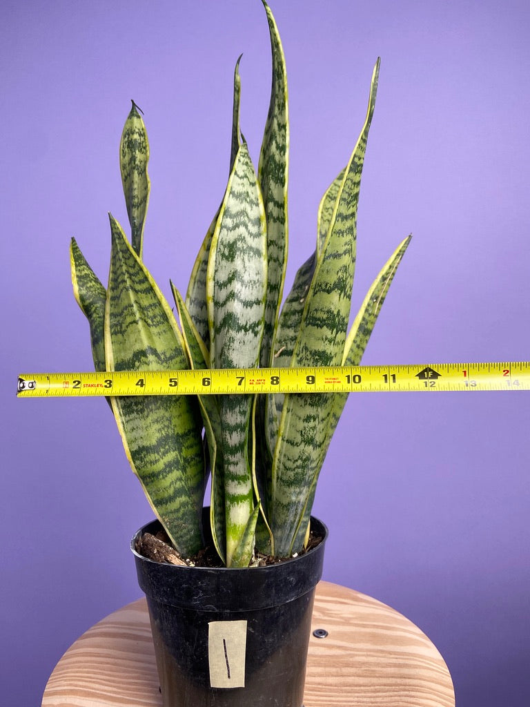 Sansevieria Laurentii (Snake Plant) - 6" Pot