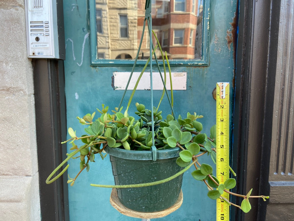 Peperomia "Hope" - 8"