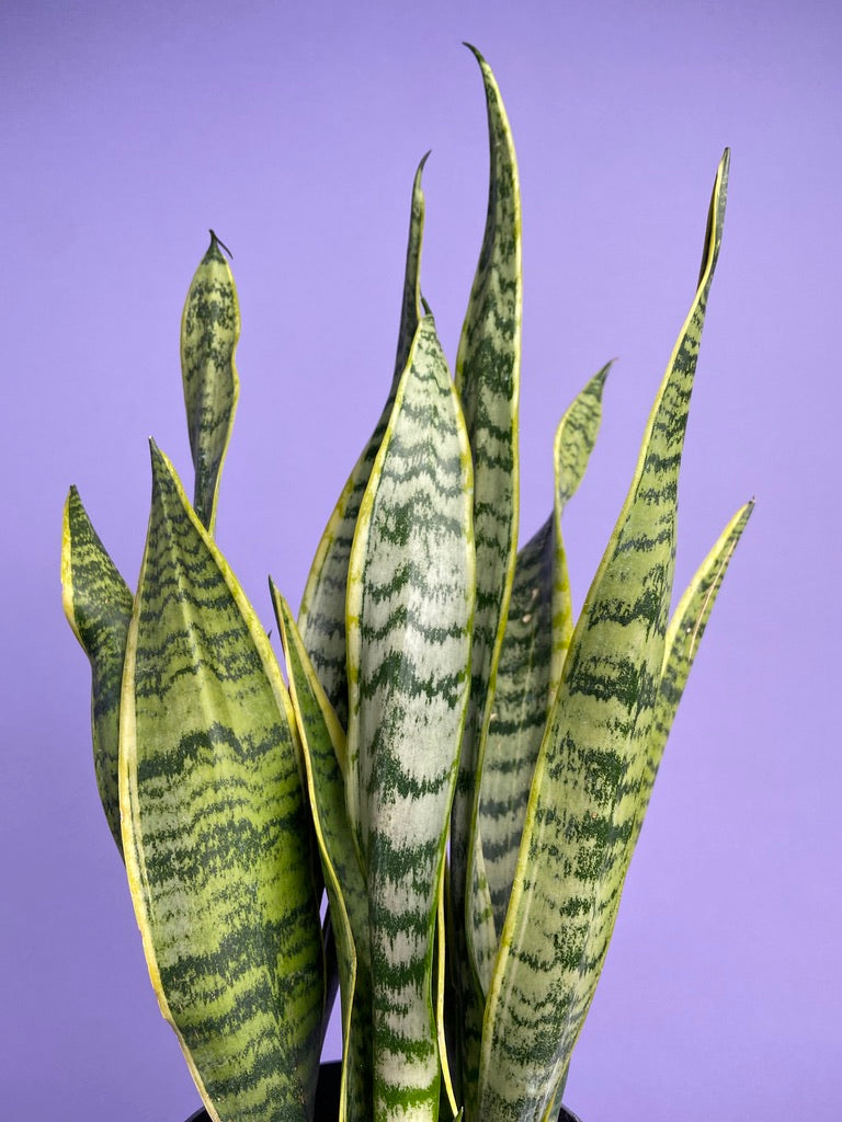Sansevieria Laurentii (Snake Plant) - 6" Pot