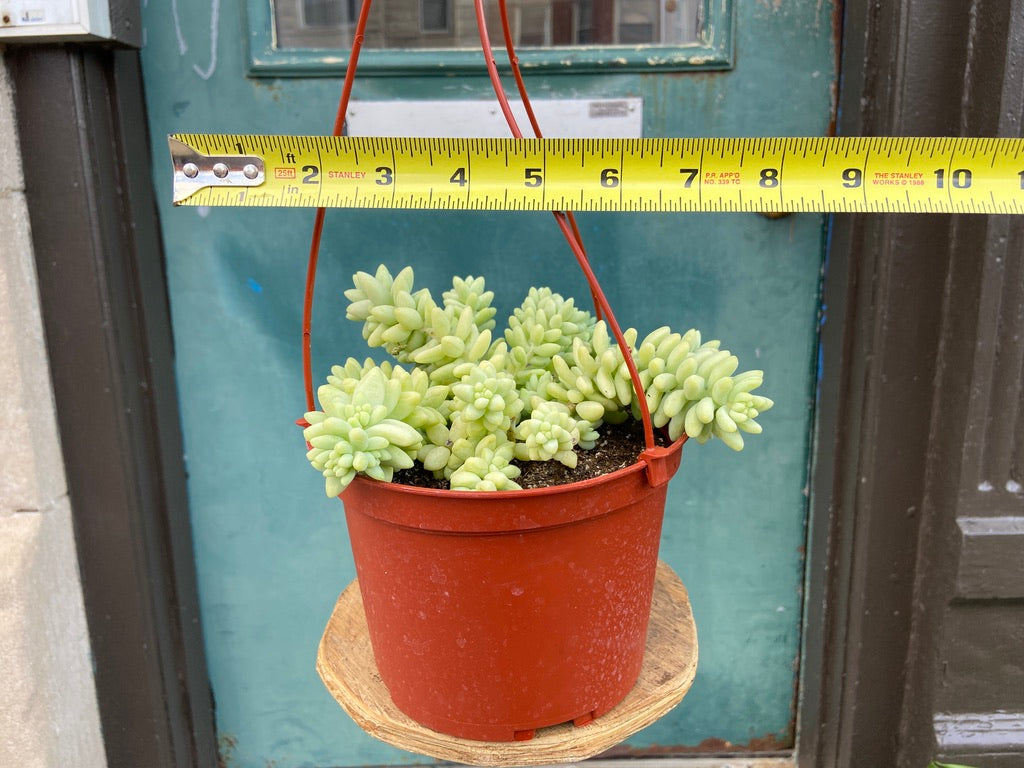 Sedum Burro's Tail - 6"