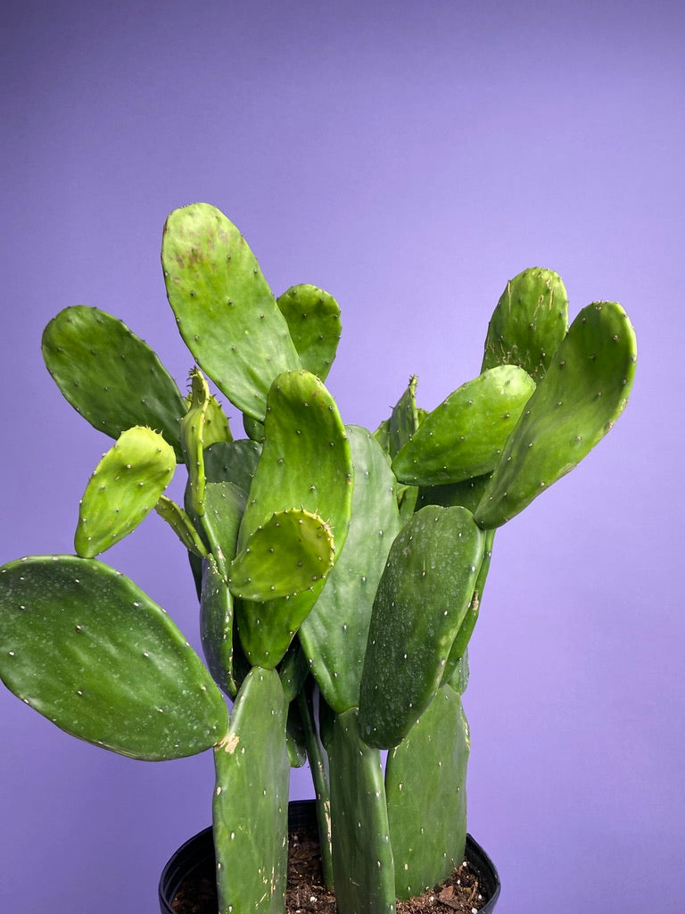 Prickly Pear Cactus (Spineless) - 10" Pot