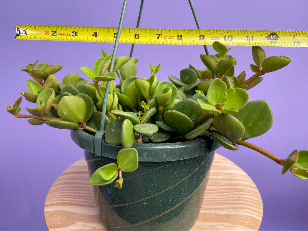 Peperomia "Hope" - 8"