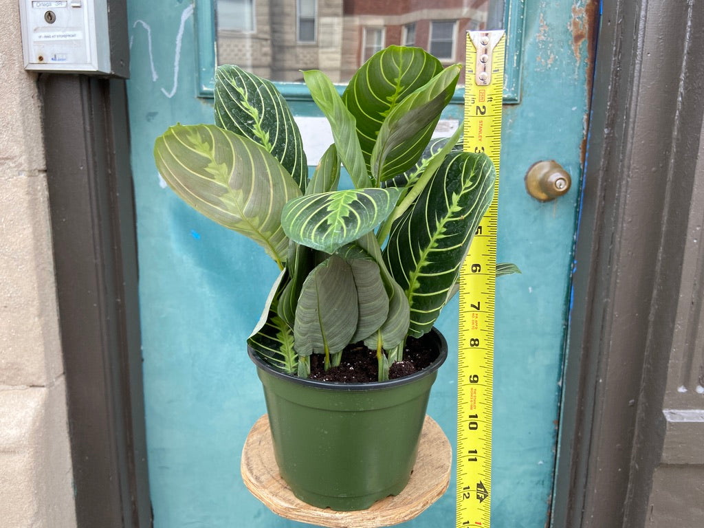 Maranta "Lemon Lime" - 6"
