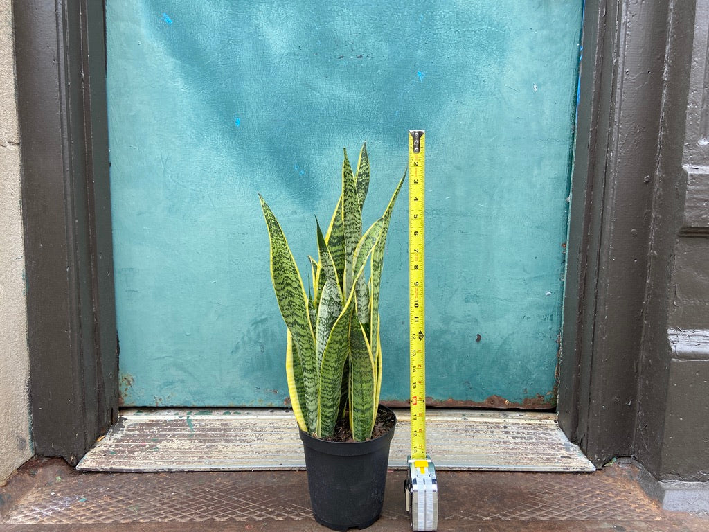 Sansevieria Laurentii (Snake Plant) - 6" Pot