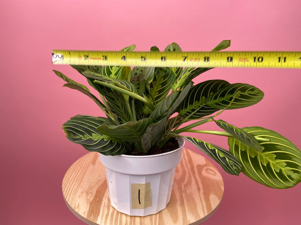 Maranta "Lemon Lime" - 6"
