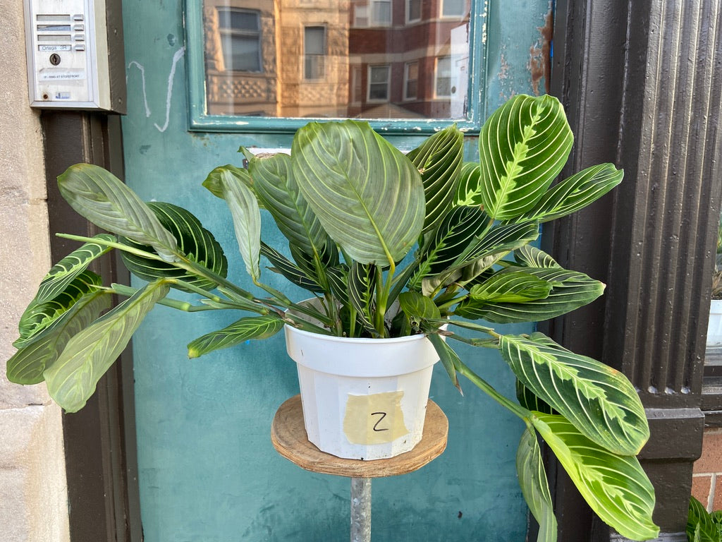 Maranta "Lemon Lime" - 6"