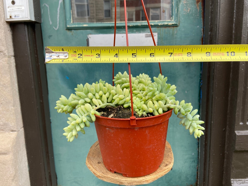 Sedum Burro's Tail - 6"