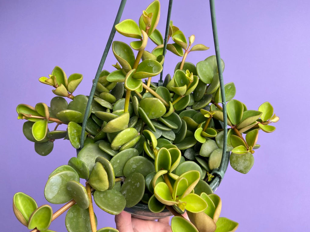 Peperomia "Hope" - 8"