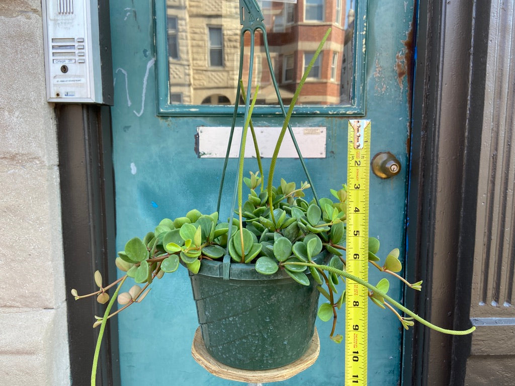 Peperomia "Hope" - 8"