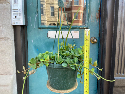 Peperomia "Hope" - 8"