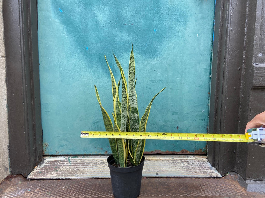 Sansevieria Laurentii (Snake Plant) - 6" Pot