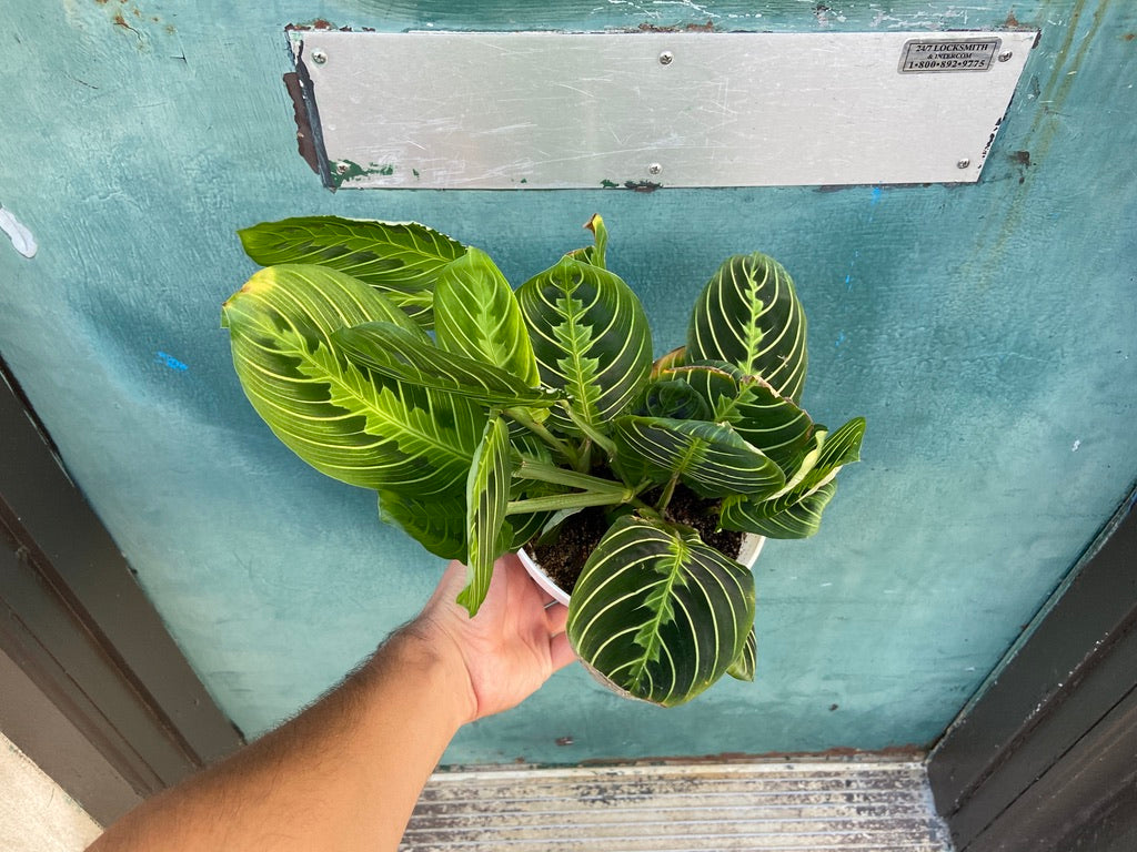 Maranta "Lemon Lime" - 6"