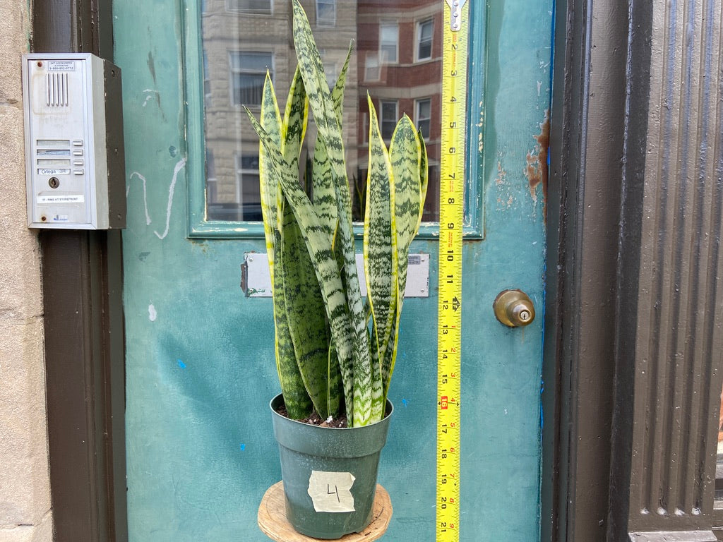 Sansevieria Laurentii (Snake Plant) - 6" Pot
