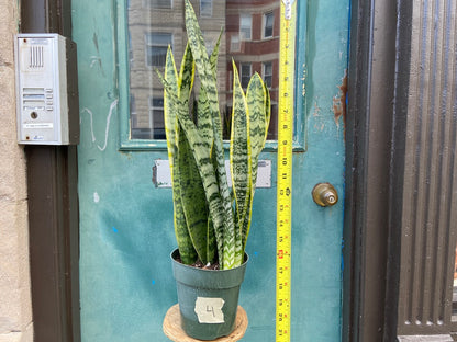 Sansevieria Laurentii (Snake Plant) - 6" Pot