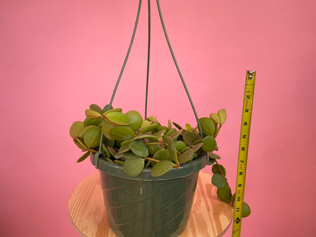 Peperomia "Hope" - 8"