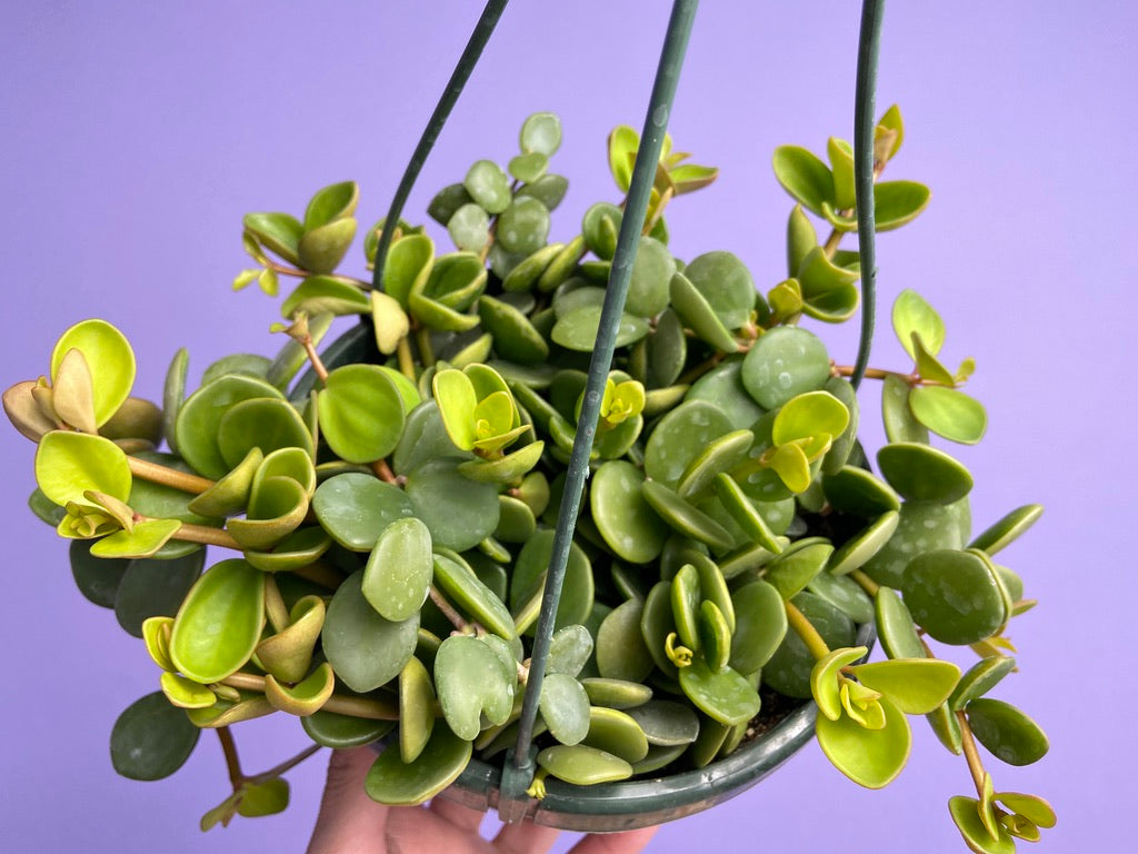 Peperomia "Hope" - 8"