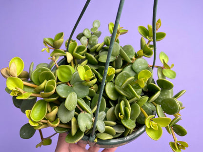 Peperomia "Hope" - 8"