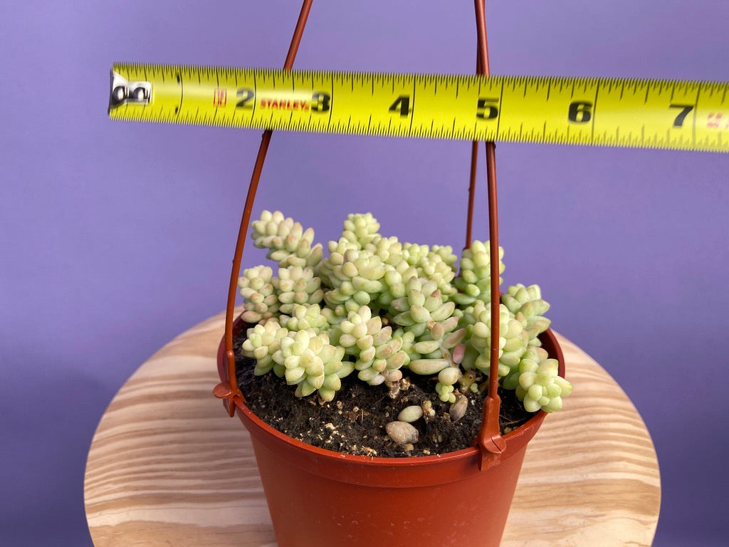 Sedum Burro's Tail - 6"