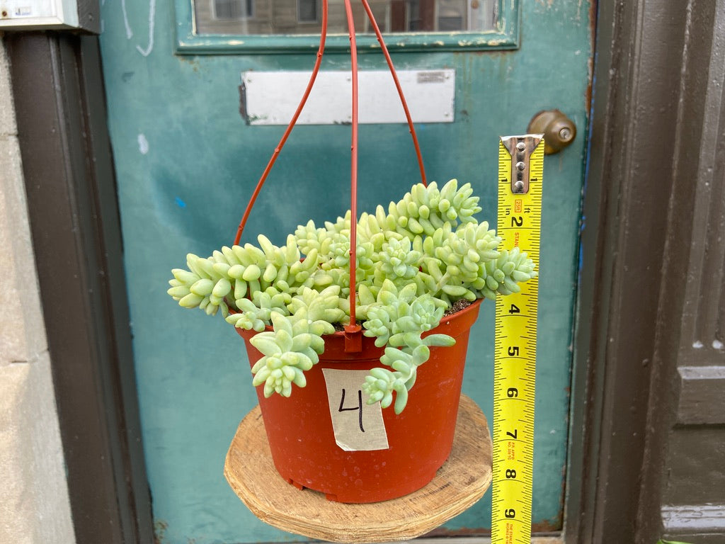 Sedum Burro's Tail - 6"
