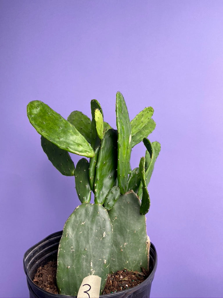 Prickly Pear Cactus (Spineless) - 10" Pot