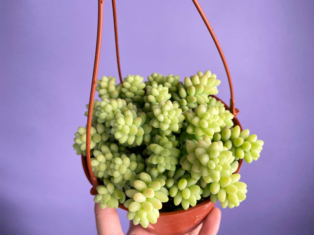Sedum Burro's Tail - 6"