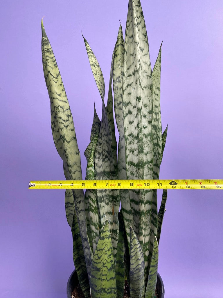 Sansevieria Zeylanica (Snake Plant) - 10" Pot