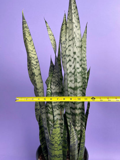 Sansevieria Zeylanica (Snake Plant) - 10" Pot