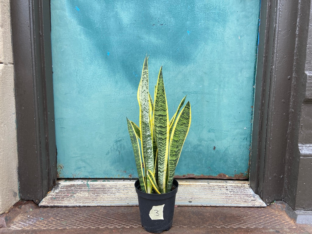 Sansevieria Laurentii (Snake Plant) - 6" Pot