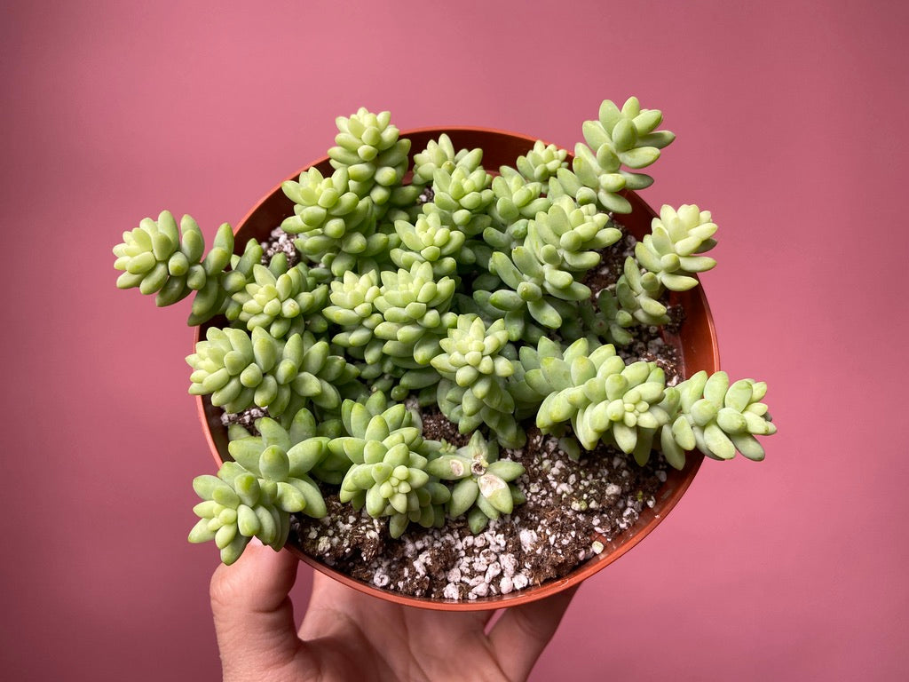 Sedum Burro's Tail - 6"